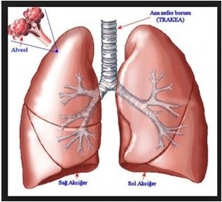 akciğer kanseri anatomi